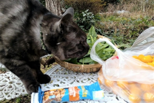 冬の金色、春の金色