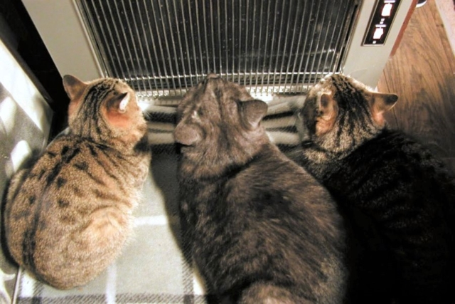 雪の話をしよう