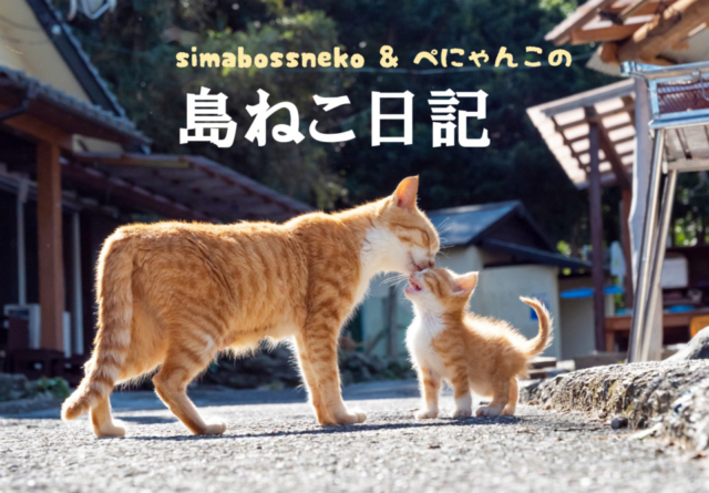 【連載フォトエッセイ・第3回】simabossneko&ぺにゃんこの「島ねこ日記」