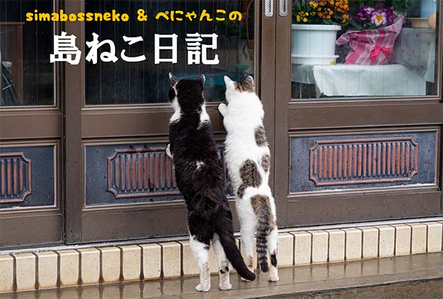 【連載フォトエッセイ・第5回】simabossneko&ぺにゃんこの「島ねこ日記」