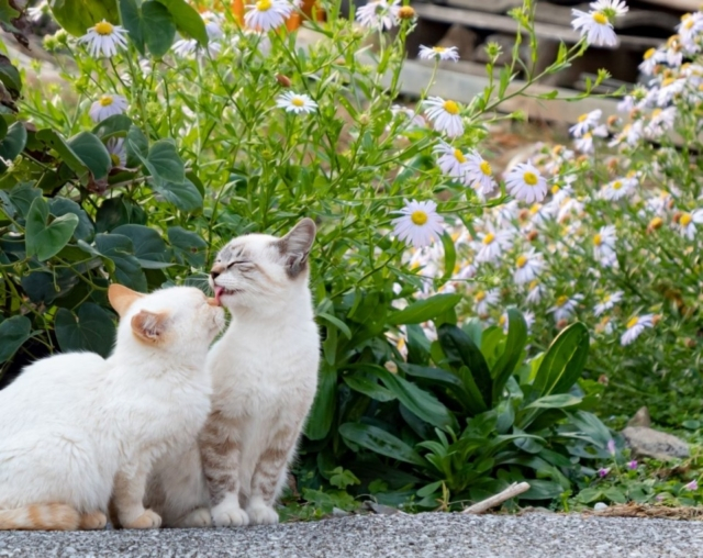 おすすめの連載 猫エッセイ もっと猫が好きになる かわいくて癒される3つのエッセイ まっぷるトラベルガイド おすすめの連載 猫エッセイ もっと猫が好きになる かわいくて癒される3つのエッセイ まっぷるトラベルガイド