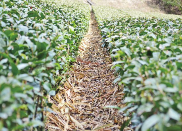 茶文字の里・東山は、茶草場農法の聖地!