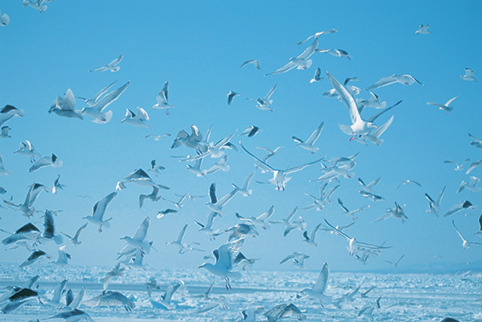 流氷砕氷船ガリンコ号Ⅲ IMERU