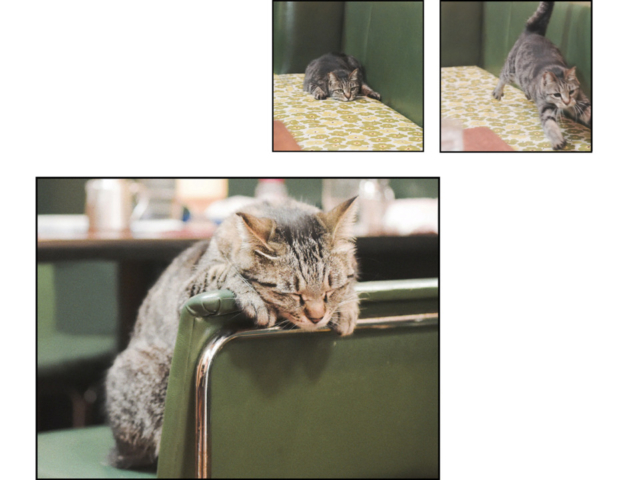 東京・三ノ輪の喫茶店「 白鳥 」の看板ねこ:ねこ