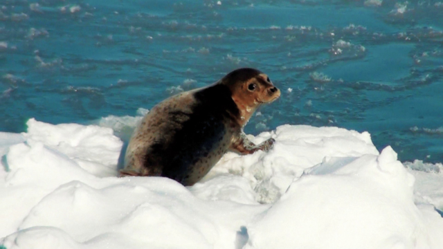 網走流氷観光砕氷船おーろら