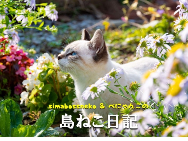 【連載フォトエッセイ・第6回】simabossneko&ぺにゃんこの「島ねこ日記」