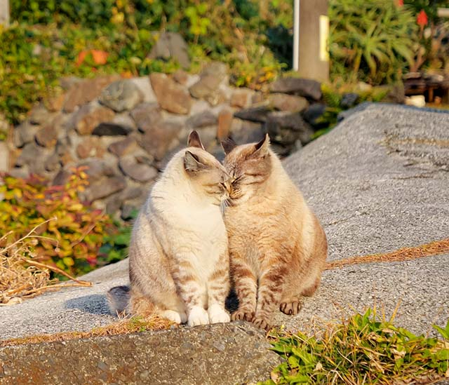 島のねこたちが見せる愛情表現