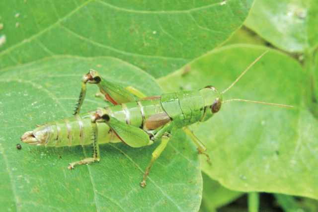茶文字の里・東山は、茶草場農法の聖地!