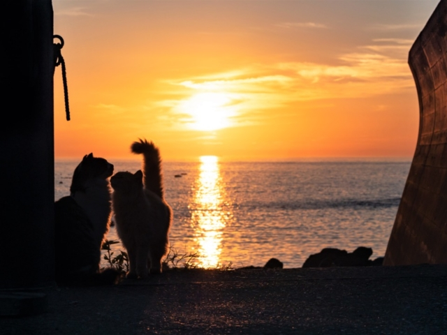 海とねこ