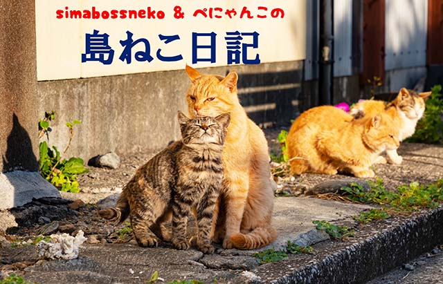 【連載フォトエッセイ・第4回】simabossneko&ぺにゃんこの「島ねこ日記」