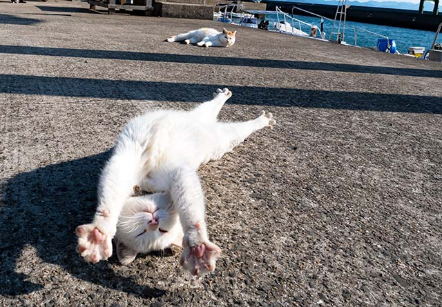 島で出会ったねこたちのしぐさ