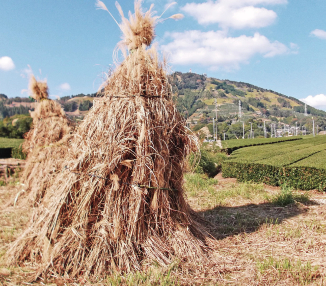 茶文字の里・東山は、茶草場農法の聖地!