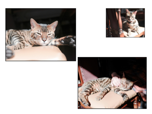 千葉・松戸の喫茶店「FUJI」の看板ねこ:ポンタ、テン