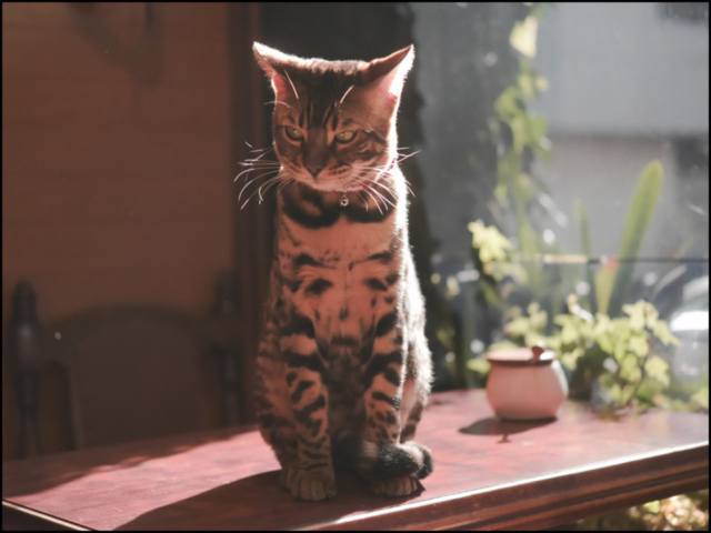 千葉・松戸の喫茶店「FUJI」の看板ねこ:ポンタ、テン