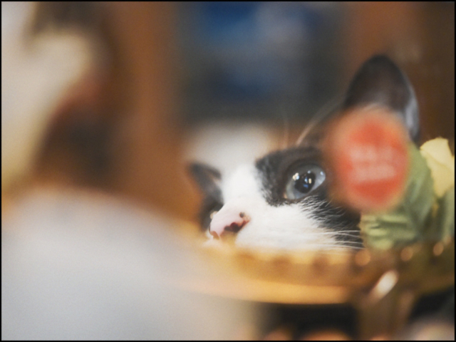 千葉・松戸の喫茶店「FUJI」の看板ねこ:ポンタ、テン