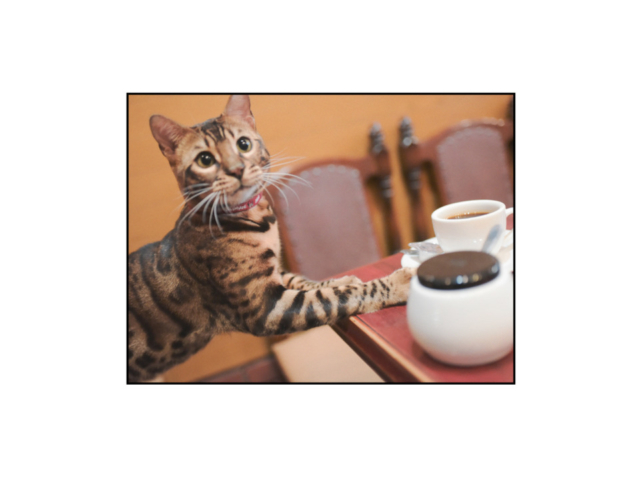 千葉・松戸の喫茶店「FUJI」の看板ねこ:ポンタ、テン