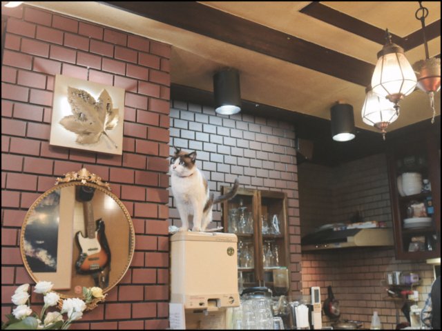 千葉・松戸の喫茶店「FUJI」の看板ねこ:ポンタ、テン