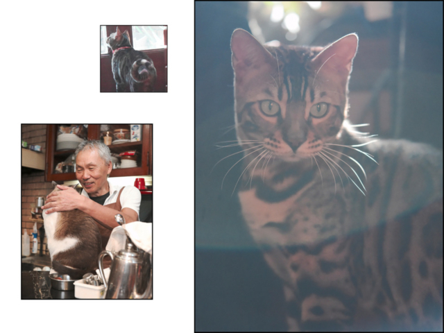 千葉・松戸の喫茶店「FUJI」の看板ねこ:ポンタ、テン