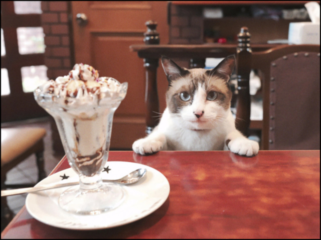 千葉・松戸の喫茶店「FUJI」の看板ねこ:ポンタ、テン