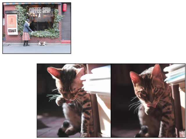 千葉・松戸の喫茶店「FUJI」の看板ねこ:ポンタ、テン