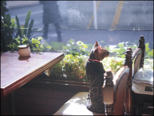 千葉・松戸の喫茶店「FUJI」の看板ねこ:ポンタ、テン