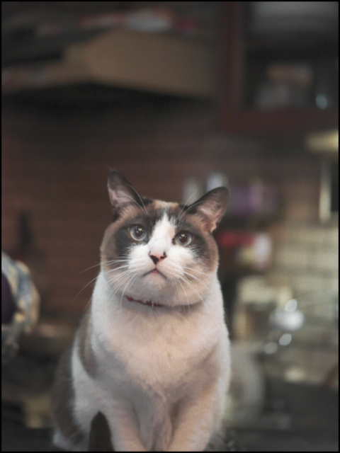 千葉・松戸の喫茶店「FUJI」の看板ねこ:ポンタ、テン