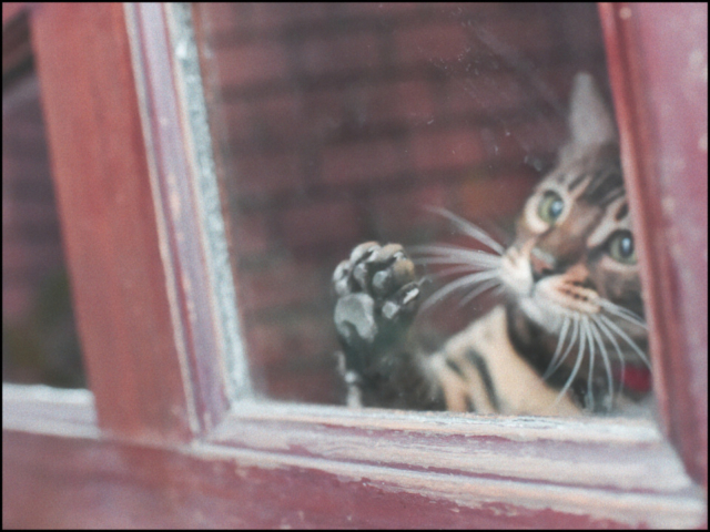 千葉・松戸の喫茶店「FUJI」の看板ねこ:ポンタ、テン