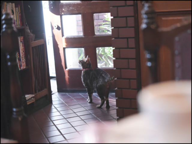 千葉・松戸の喫茶店「FUJI」の看板ねこ:ポンタ、テン