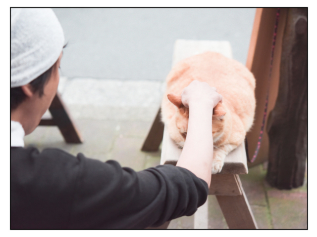 清澄白河 「鳥満 」の看板ねこ:とん平