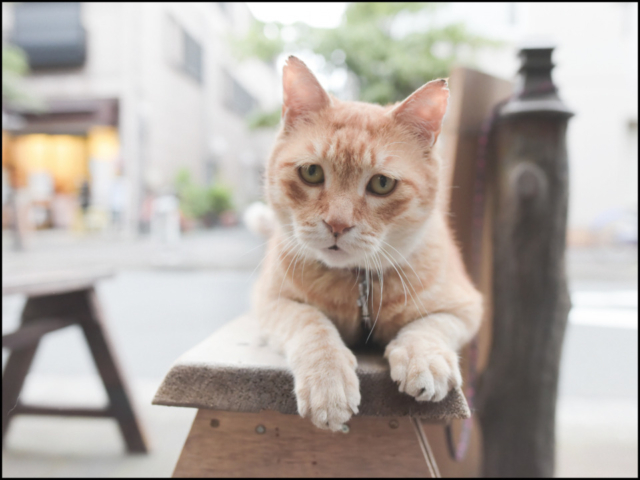 清澄白河 「鳥満 」の看板ねこ:とん平