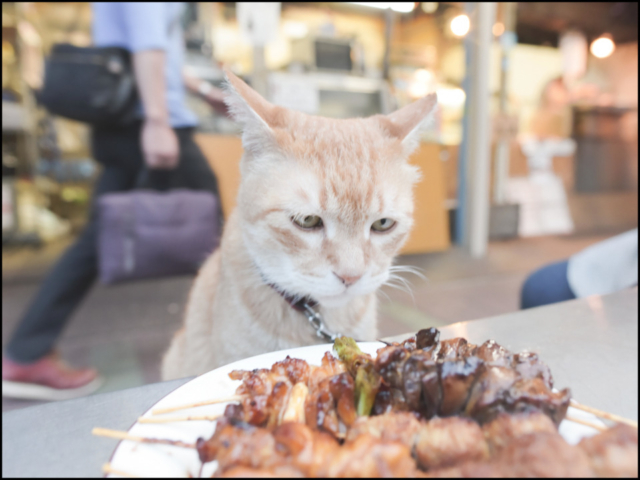 清澄白河 「鳥満 」の看板ねこ:とん平