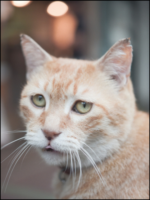 清澄白河 「鳥満 」の看板ねこ:とん平