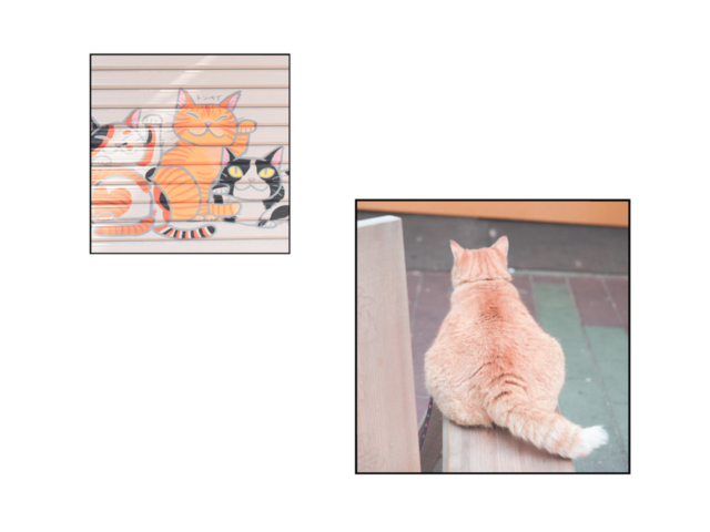 清澄白河 「鳥満 」の看板ねこ:とん平