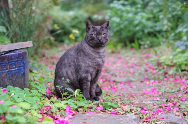 山焼き-冬の燃えさしと春を告げる香り