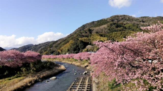 桜まつり-都会の街角から遠く遠く離れて