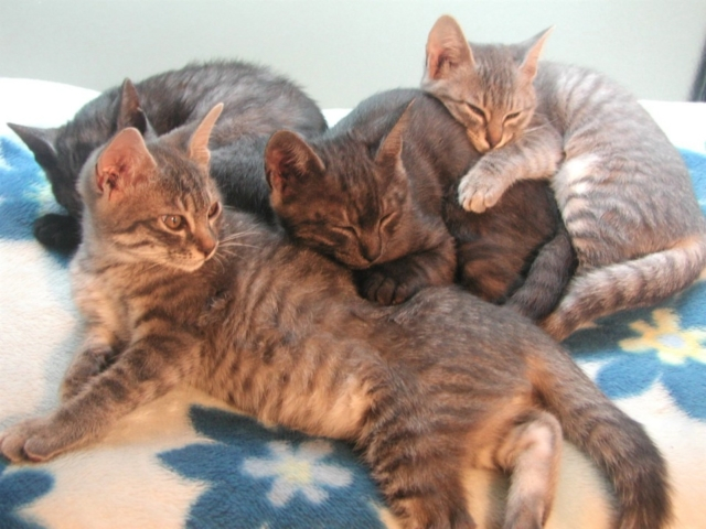 毎日が猫の日、毎日が猫と暮らす日