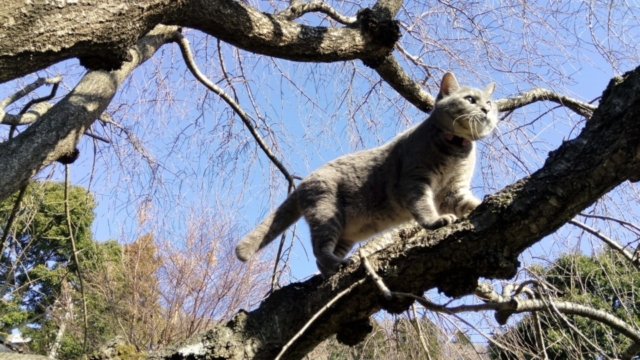 いらっしゃいませ。森の猫カフェです