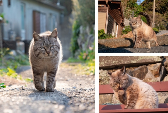 深島のモテ猫「ちゃむ」