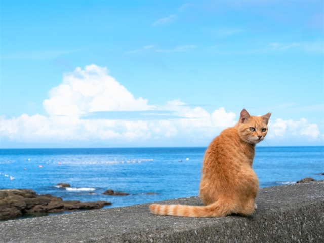深島のねこたち