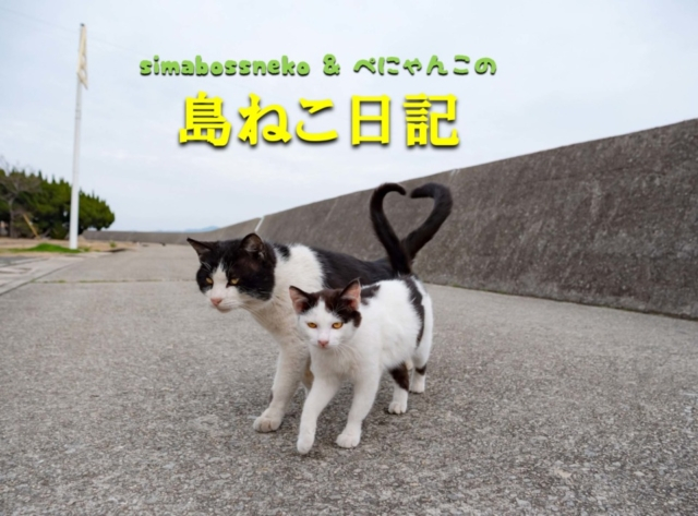【連載フォトエッセイ・第11回】simabossneko&ぺにゃんこの「島ねこ日記」