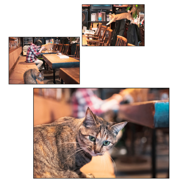 北海道・札幌の喫茶店「ミルク」の看板ねこ:おはぎ、いなり