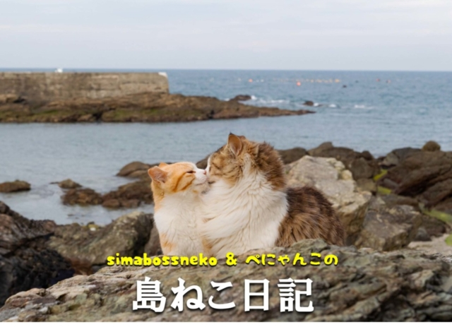 【連載フォトエッセイ・第7回】simabossneko&ぺにゃんこの「島ねこ日記」
