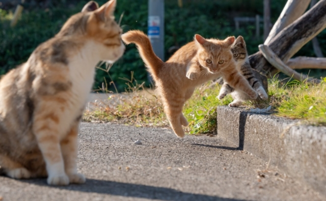 元気いっぱい!笑顔になる瞬間