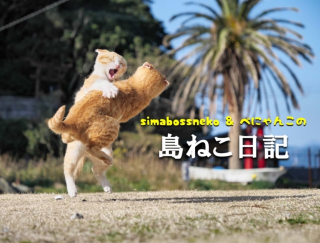 【連載フォトエッセイ・第10回】simabossneko&ぺにゃんこの「島ねこ日記」