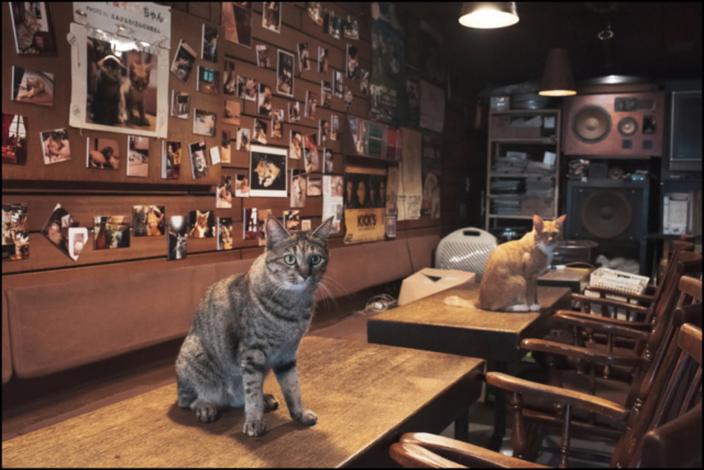 北海道・札幌の喫茶店「ミルク」の看板ねこ:おはぎ、いなり