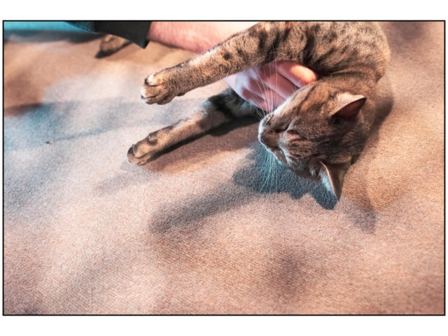 北海道・札幌の喫茶店「ミルク」の看板ねこ:おはぎ、いなり