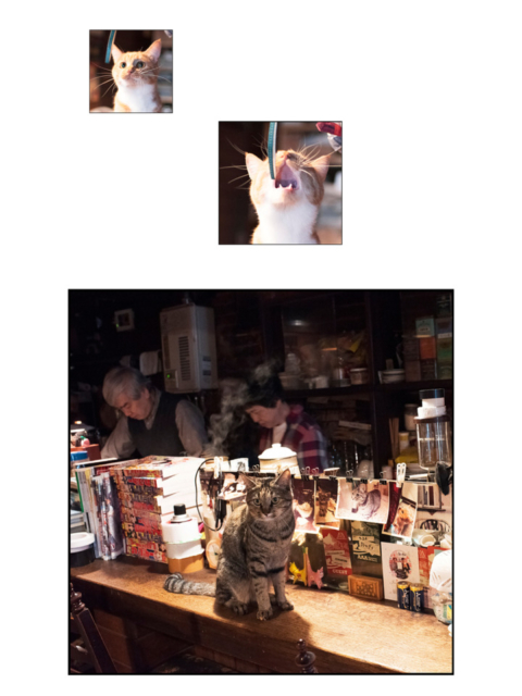 北海道・札幌の喫茶店「ミルク」の看板ねこ:おはぎ、いなり