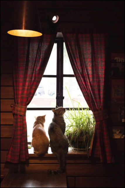 北海道・札幌の喫茶店「ミルク」の看板ねこ:おはぎ、いなり