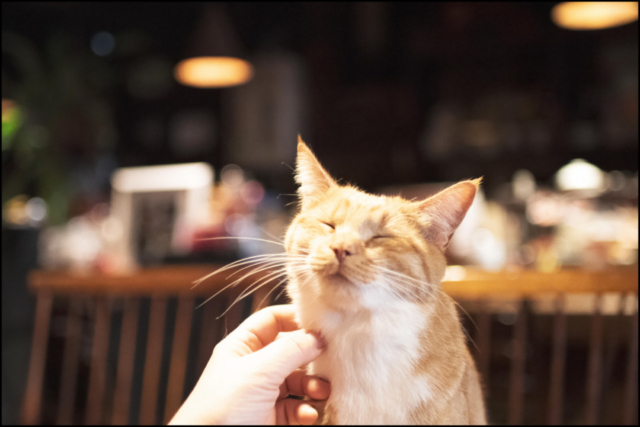 北海道・札幌の喫茶店「ミルク」の看板ねこ:おはぎ、いなり