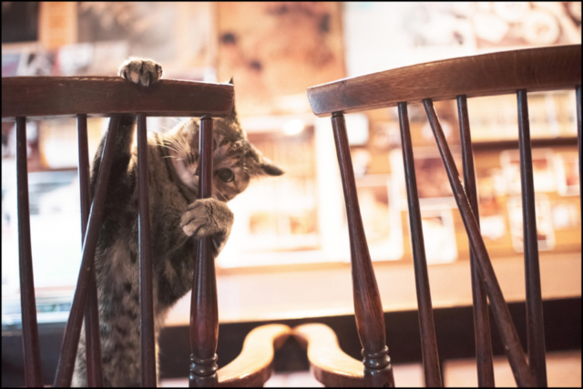 北海道・札幌の喫茶店「ミルク」の看板ねこ:おはぎ、いなり